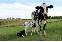 Could Your Barn Cameras Help Identify Cows? A Look at the Latest Research